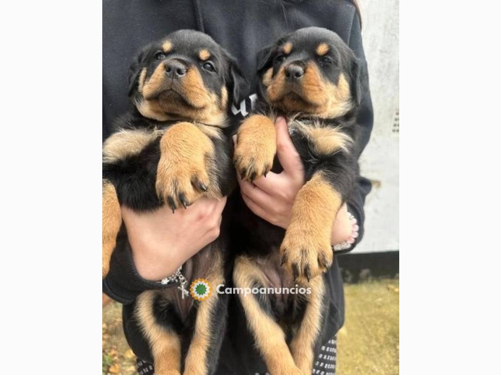 1Cachorros Rottweiler (+34676068379) en Pontevedra