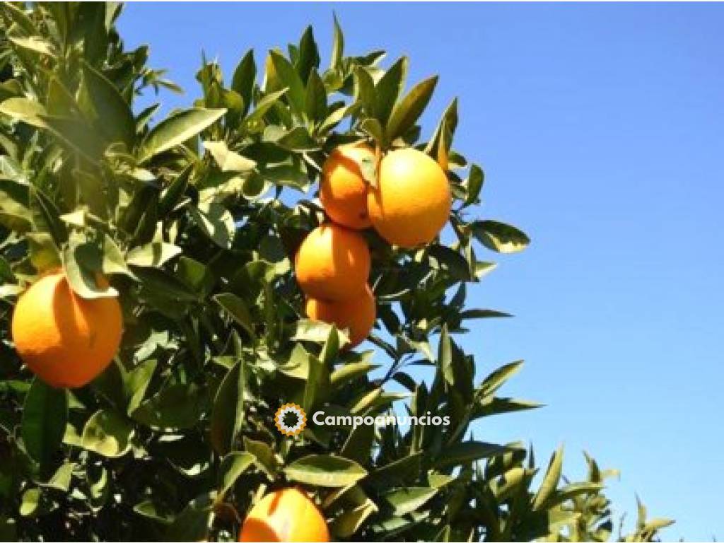 20 has naranjos, olivar super, labor rie en Córdoba