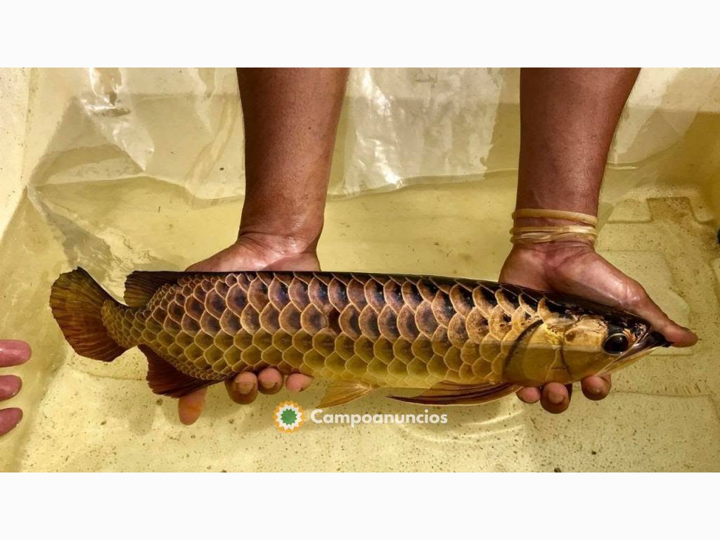 7 hermosos peces súper arowana, en A Coruña