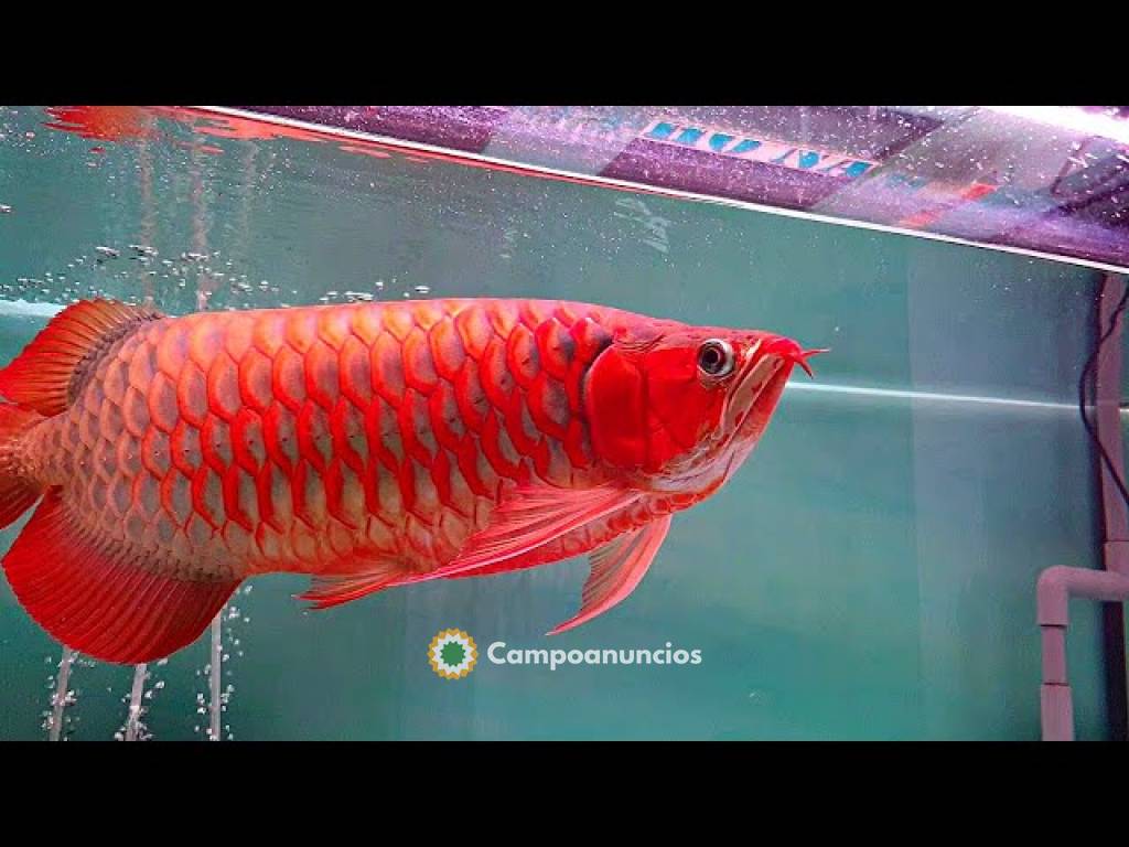 7 hermosos peces súper arowana en Ávila