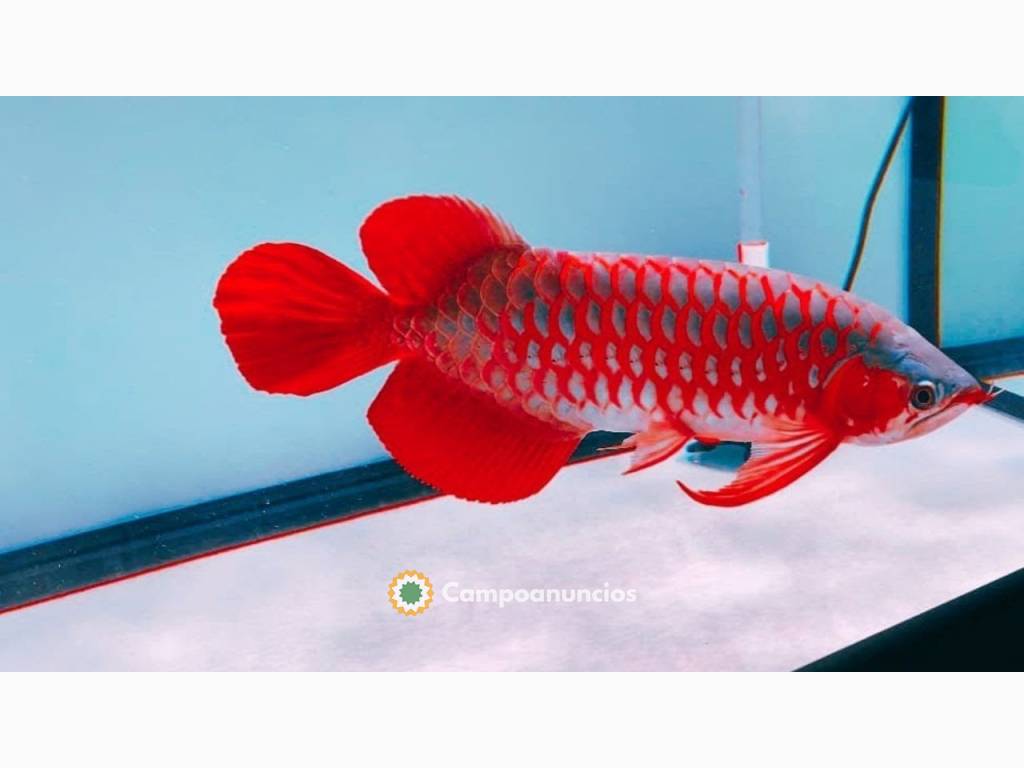 7 hermosos peces súper arowana en Huesca