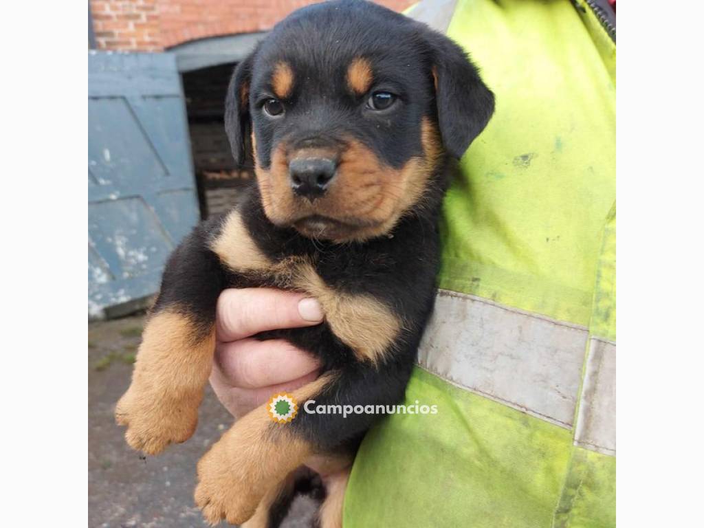 9 impresionantes cachorros de Rottweiler en Toledo