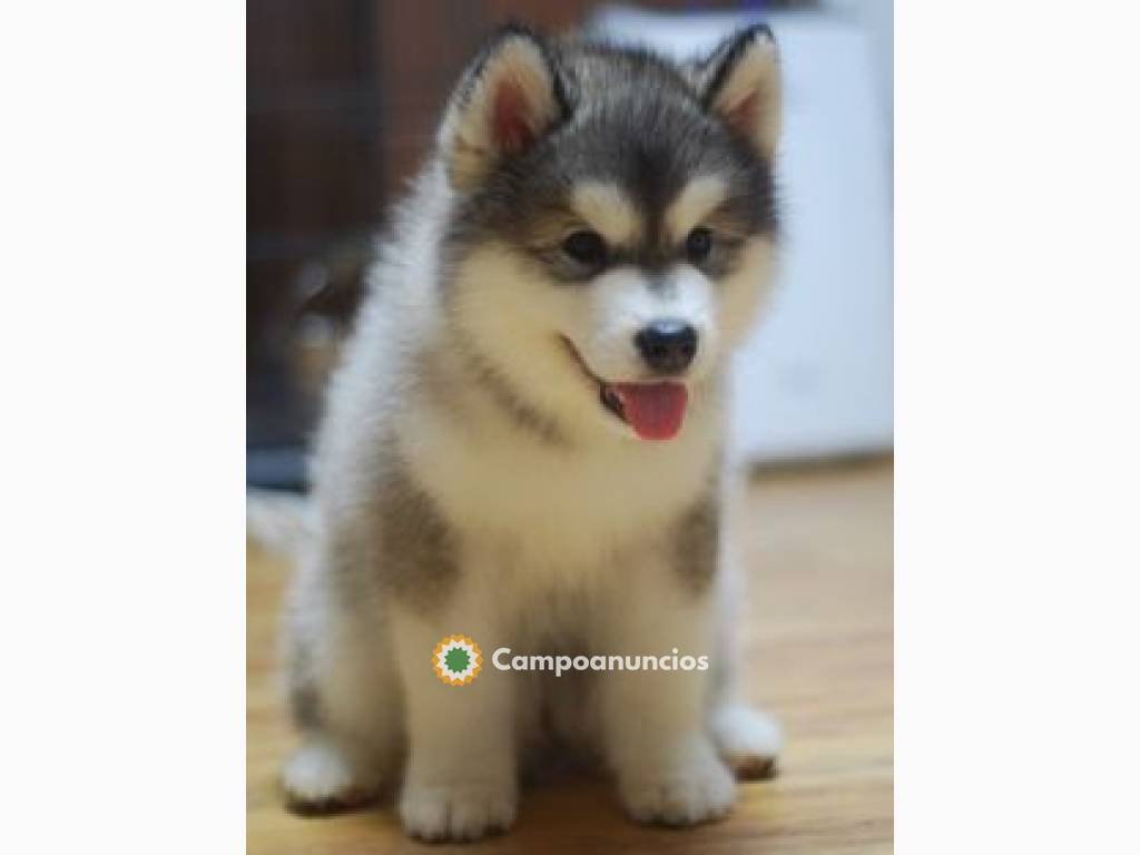 ADOPCION CACHORROS ALASKAN MALAMUTE en Huesca