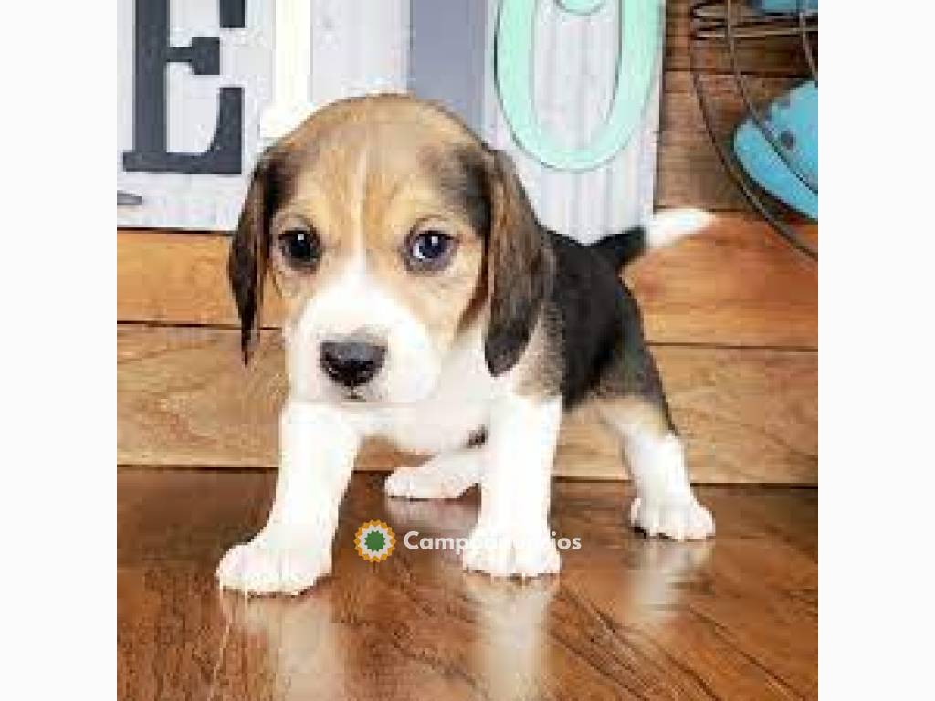 ADOPCION CACHORROS BEAGLE en Huesca