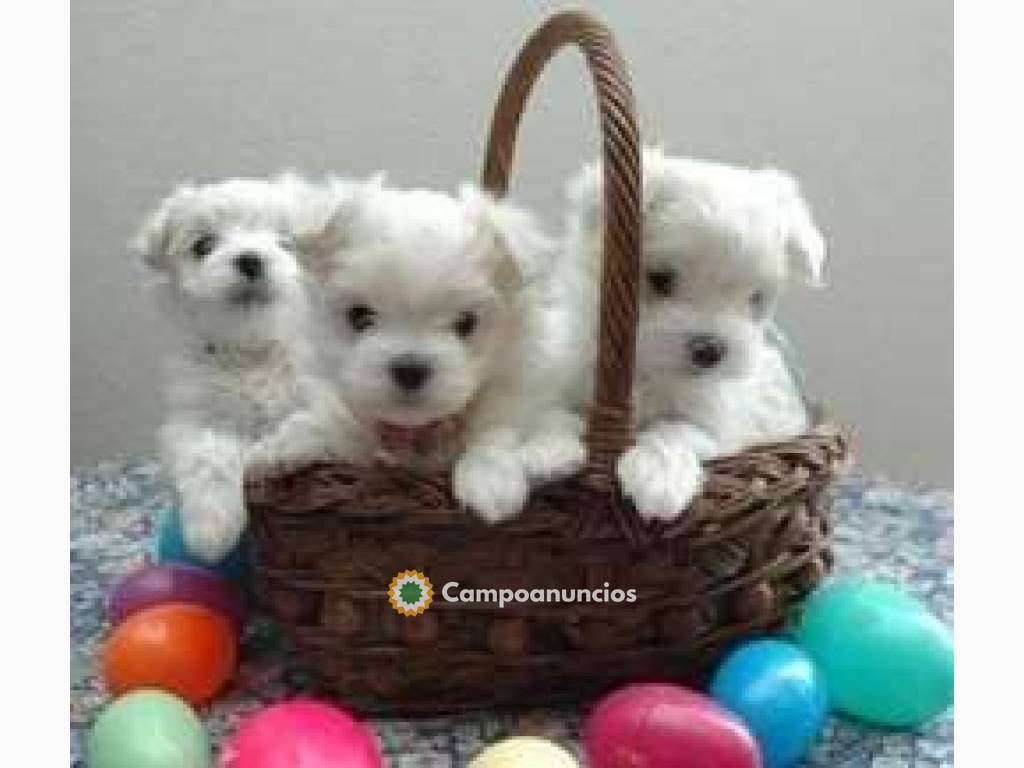 ADOPCION CACHORROS BICHON MALTES en Huesca