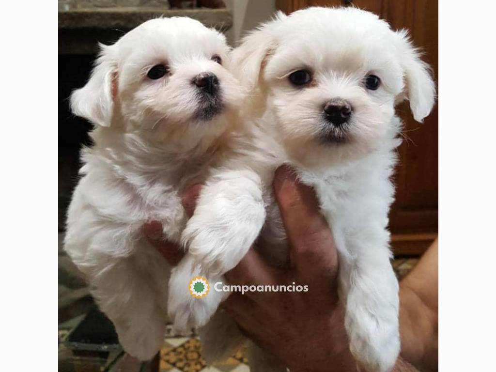 ADOPCION CACHORROS BICHON MALTES,MACHOS  en Barcelona