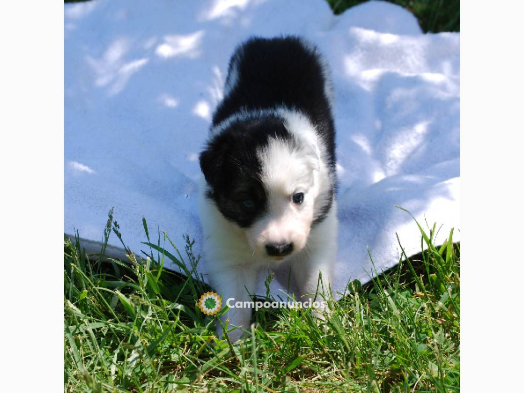 ADOPCION CACHORROS BORDER COLLIES en Huesca