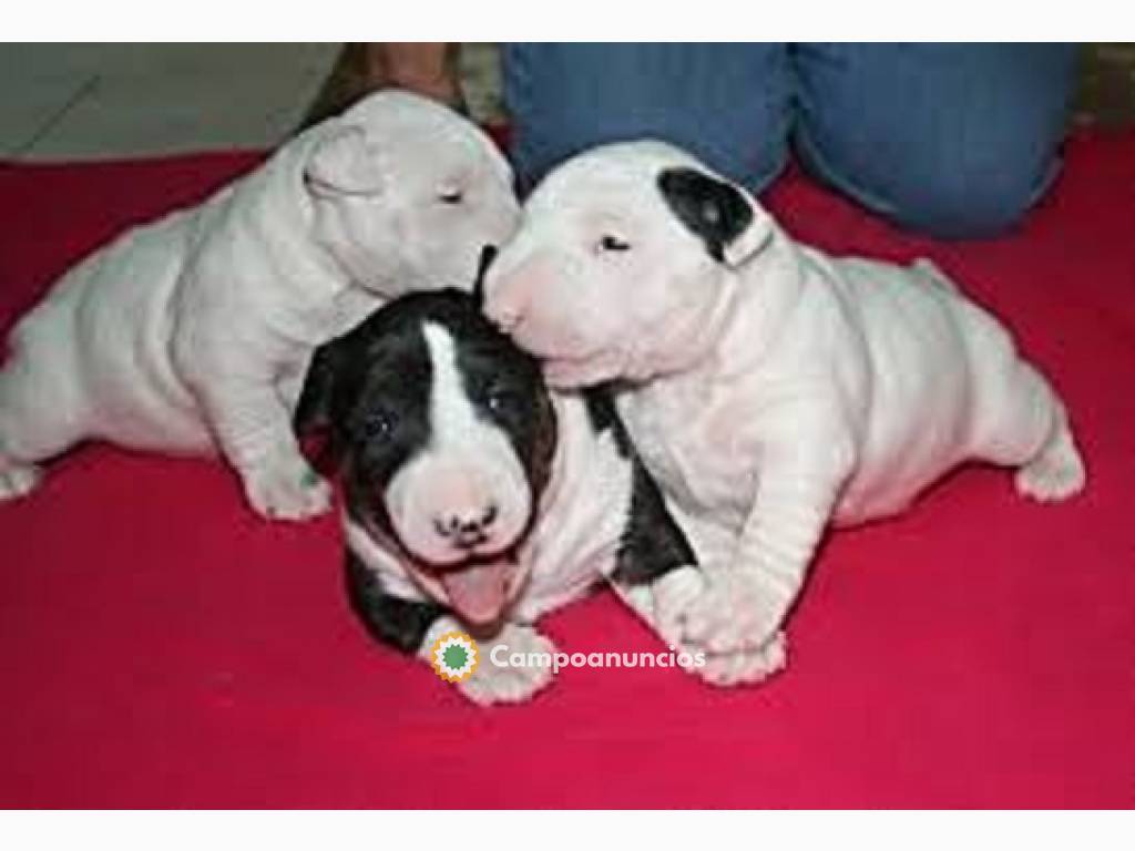 ADOPCION CACHORROS BULL TERRIER en Huesca