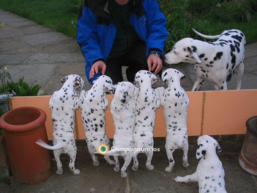 ADOPCION CACHORROS DALMATA en Huesca