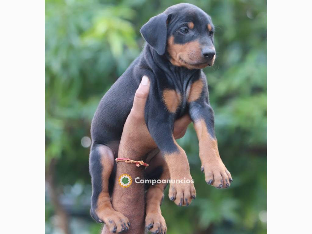 ADOPCION CACHORROS DOBERMAN en Huesca