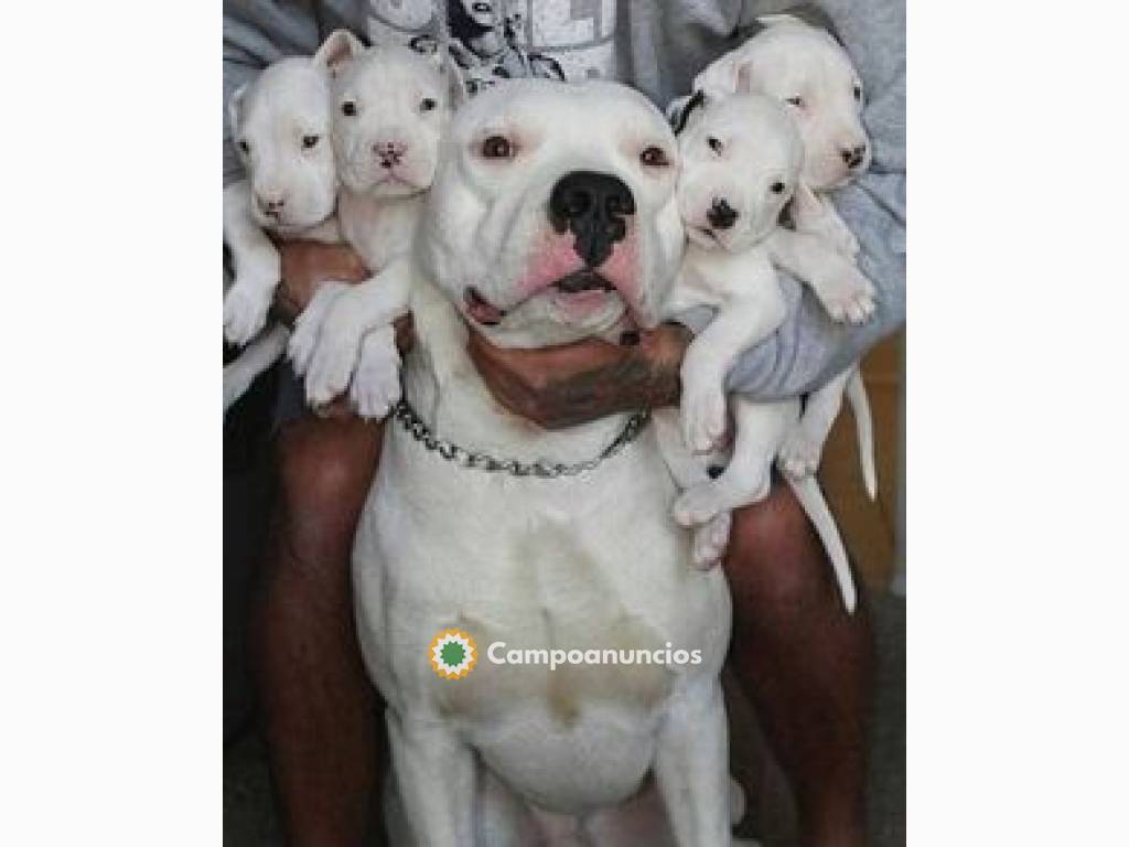 ADOPCION CACHORROS DOGO ARGENTINO en Tenerife