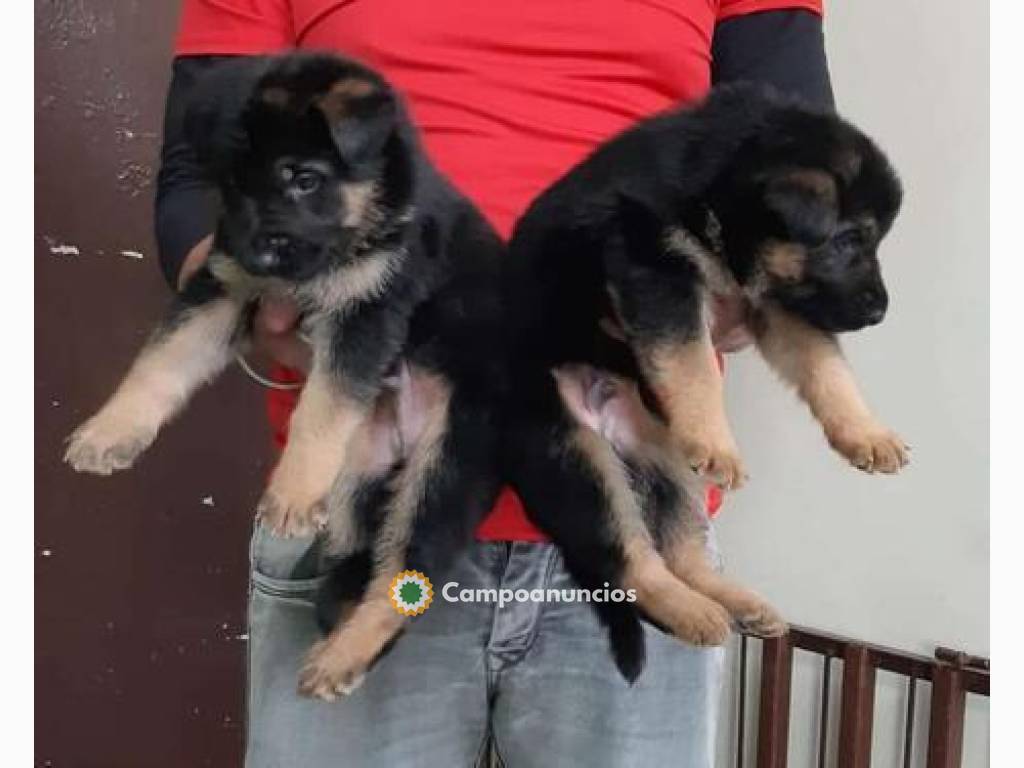 ADOPCION CACHORROS PASTOR ALEMAN en Ourense