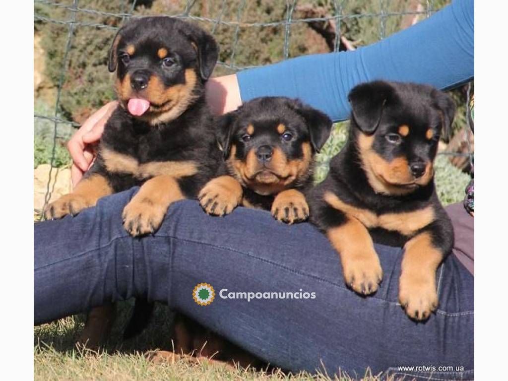 ADOPCION CACHORROS ROTTWEILER en Tenerife