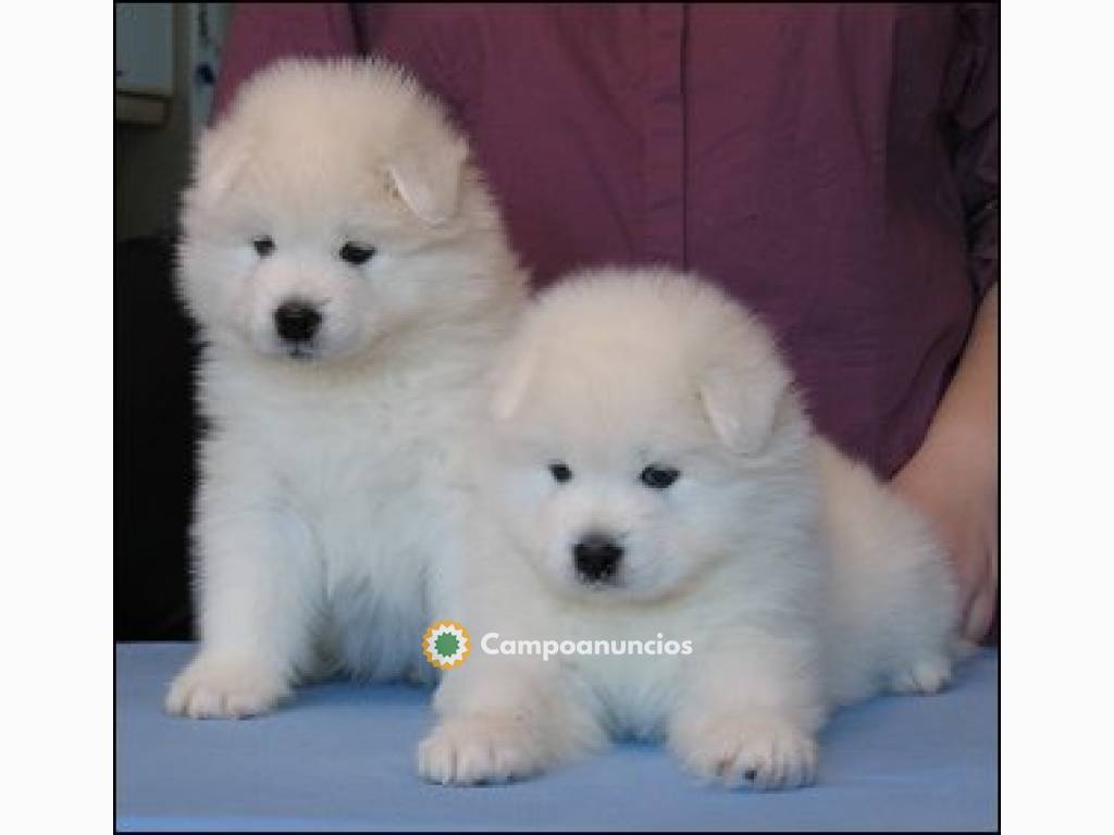 ADOPCION CACHORROS SAMOYEDO en Huesca