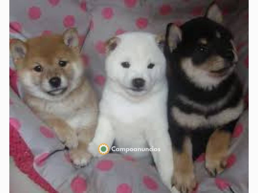 ADOPCION CACHORROS SHIBA INU en Huesca