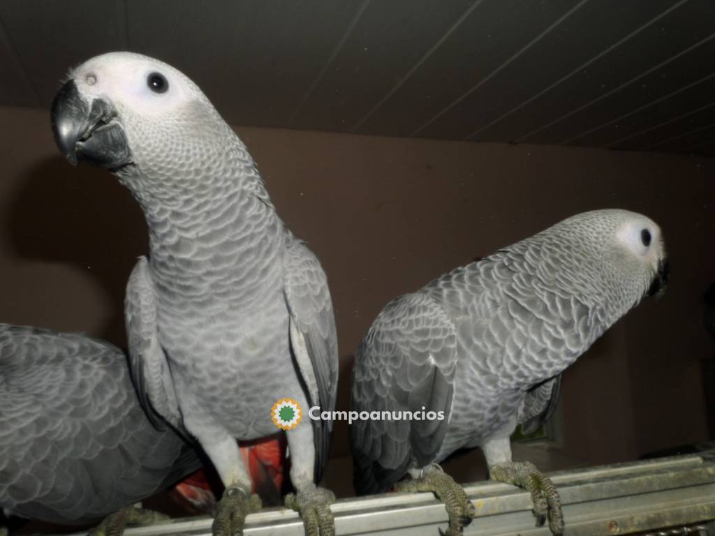 ADOPCION LOROS YACOS PAPILEROS en Madrid