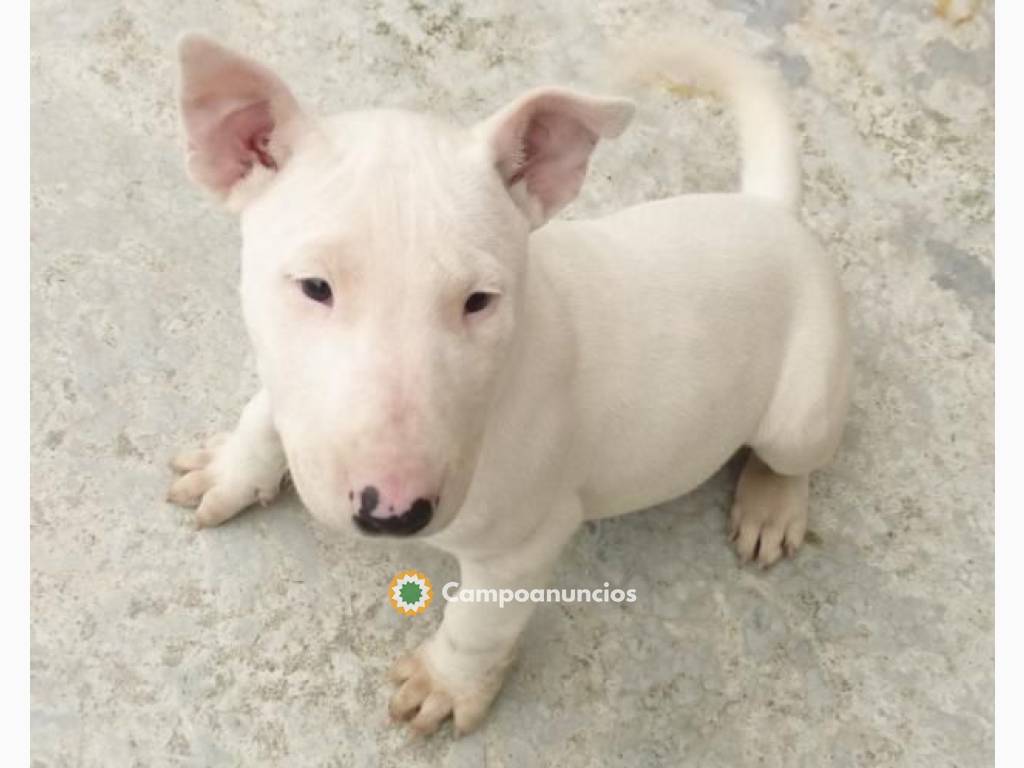 adorable cachorro bull terrier en Huesca