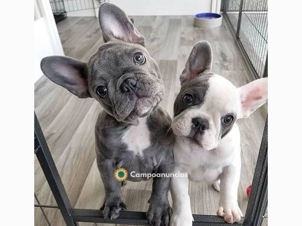 Adorable camada de bulldogs franceses en en Toledo