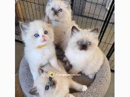 Adorable Gatitos Ragdoll en adopción