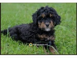 Adorable mini poodle puppy for adoption 