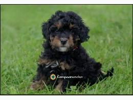 Adorable mini poodle puppy for adoption 