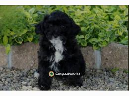 Adorable Sweet Mini Poodle Puppy 