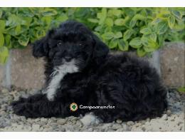 Adorable Sweet Mini Poodle Puppy 