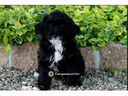 Adorable Sweet Mini Poodle Puppy 