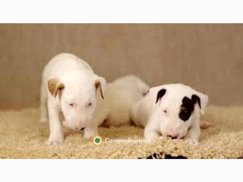 Adorables  BULL TERRIER CACHORROS   en Tenerife