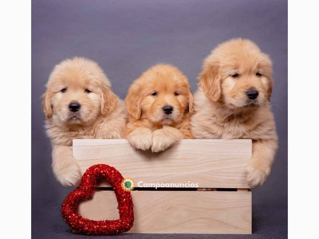  adorables cachorritos golden retriever  en Tenerife