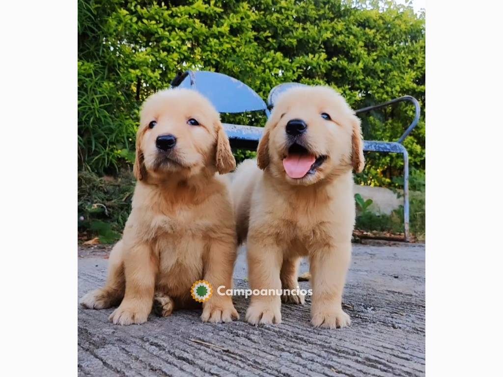 adorables cachorritos golden retriever p en Ourense