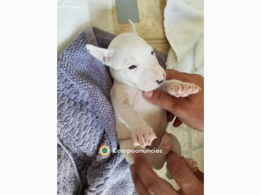 Adorables cachorros bull terrier en Tenerife