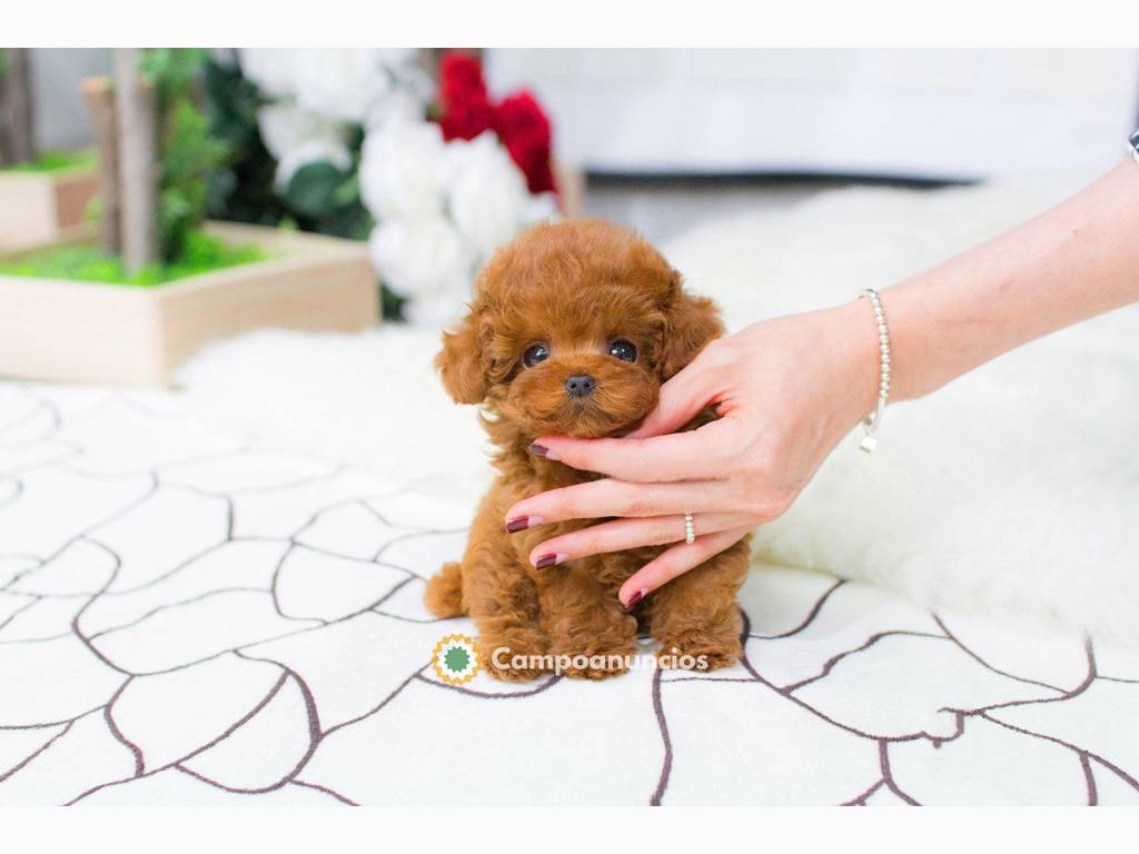 adorables cachorros caniche en Tenerife