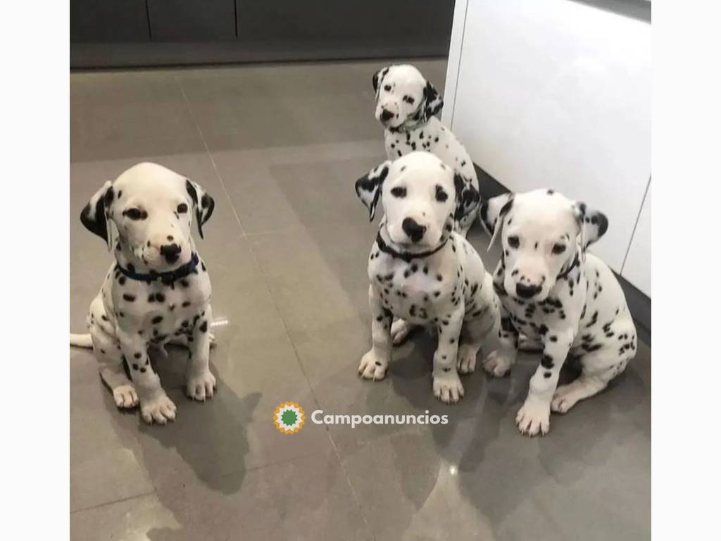 adorables cachorros dálmatas para adopci en Toledo