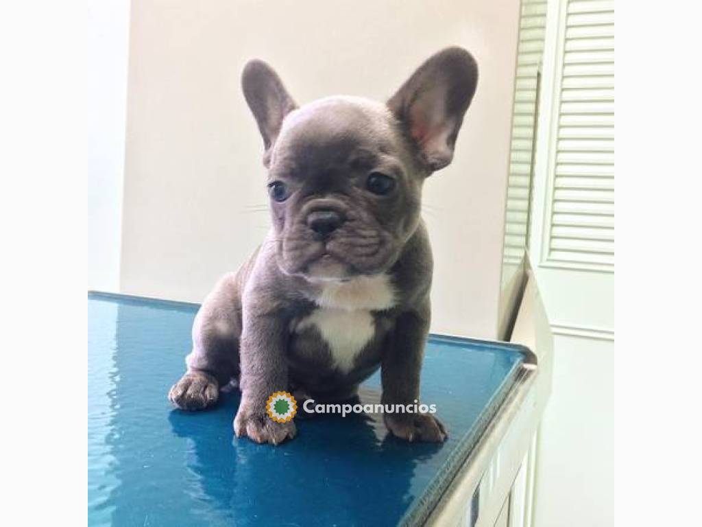 Adorables cachorros de bulldog francés en Tenerife