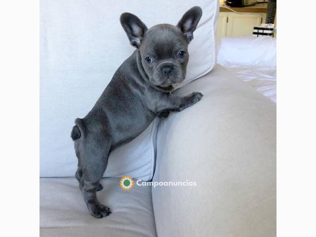 Adorables cachorros de bulldog francés en Toledo