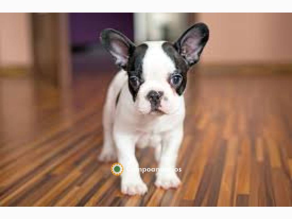 Adorables cachorros de bulldog francés  en Toledo