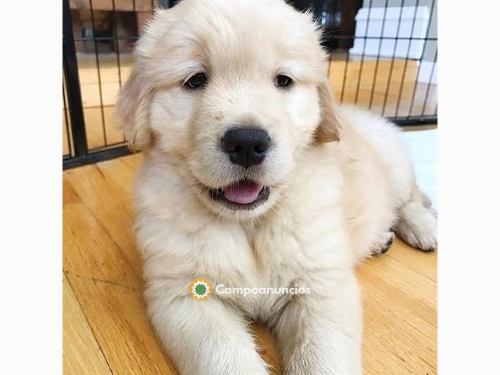 Adorables cachorros de golden retriever en Huesca