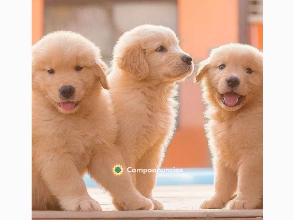 adorables cachorros de golden retriever  en Tenerife