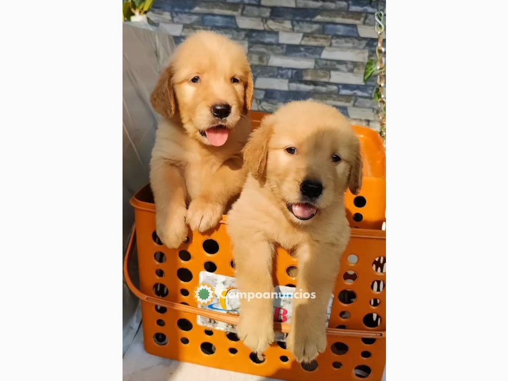 adorables cachorros de golden retriever  en Toledo