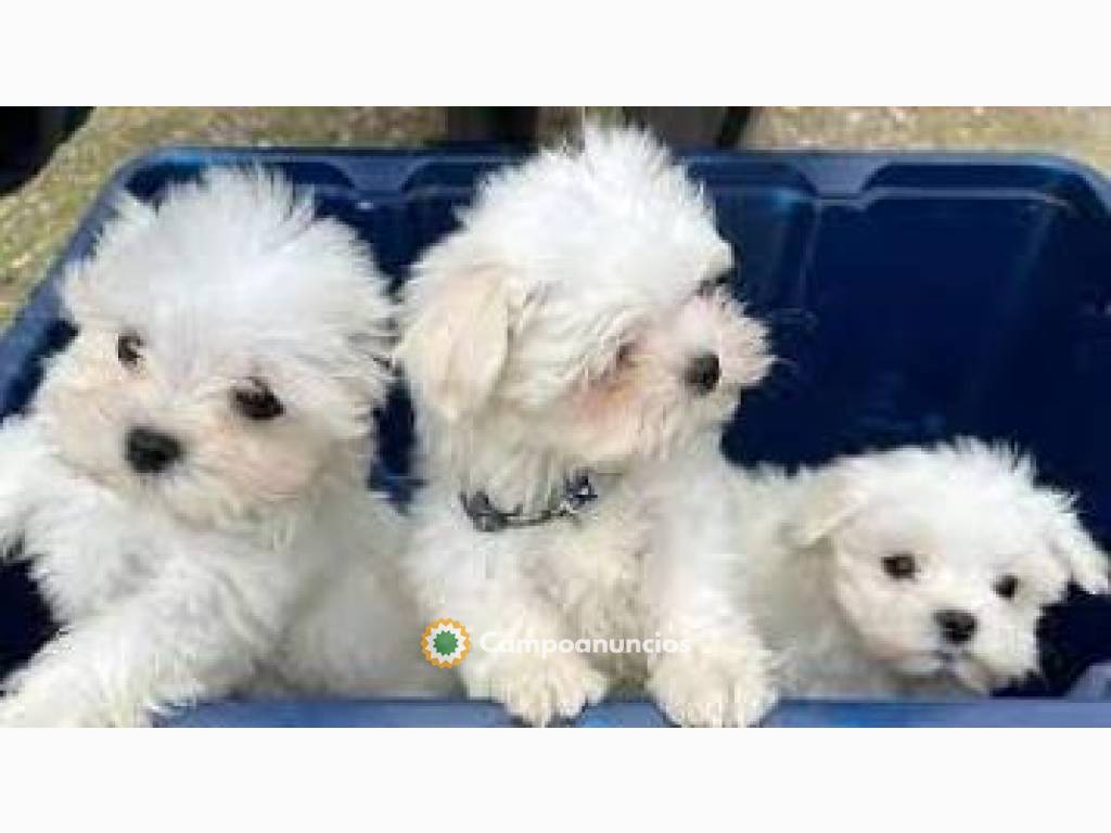 adorables cachorros en adopción en Tenerife