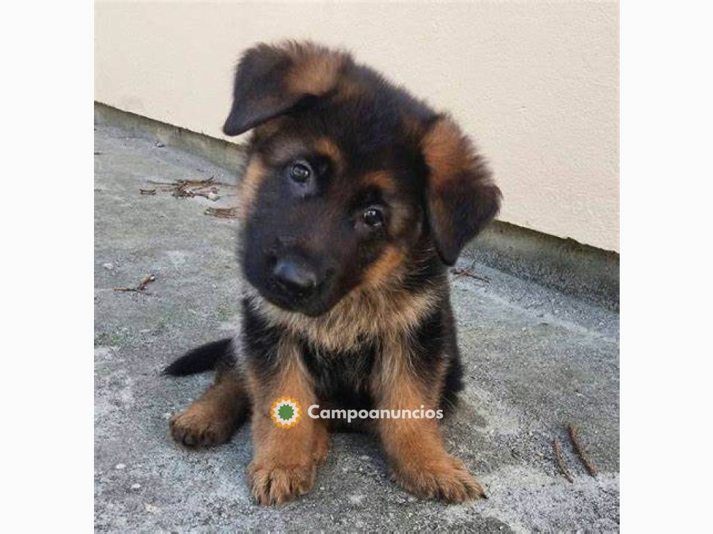 adorables cachorros en adopción en Tenerife