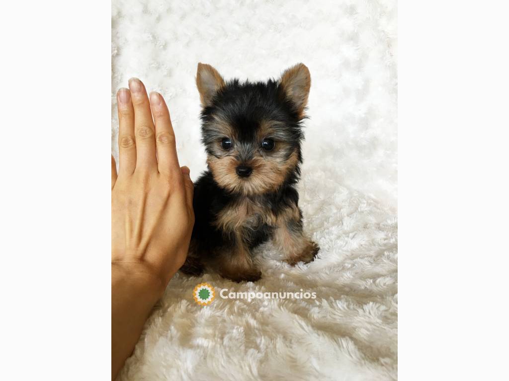 adorables cachorros en adopción en Tenerife