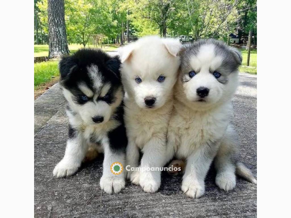 adorables cachorros en adopción en Toledo