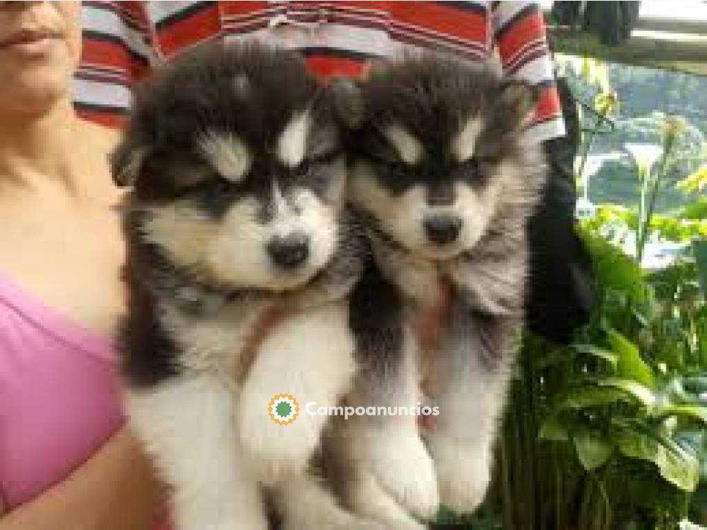 Alaskan Malamute cachorros  en Tenerife