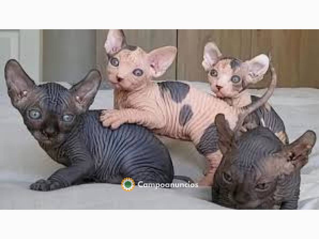 Alegres y afectuosos Sphynx gatitos en Tenerife