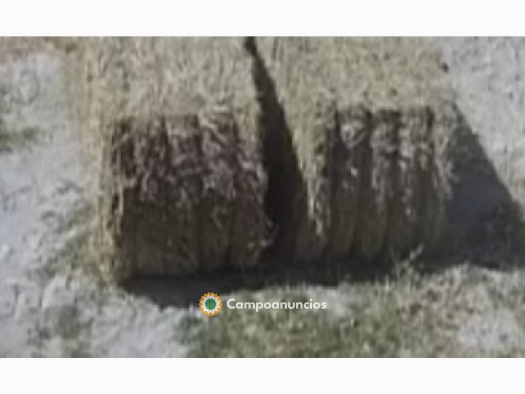 Alfalfa ecológica  en Granada