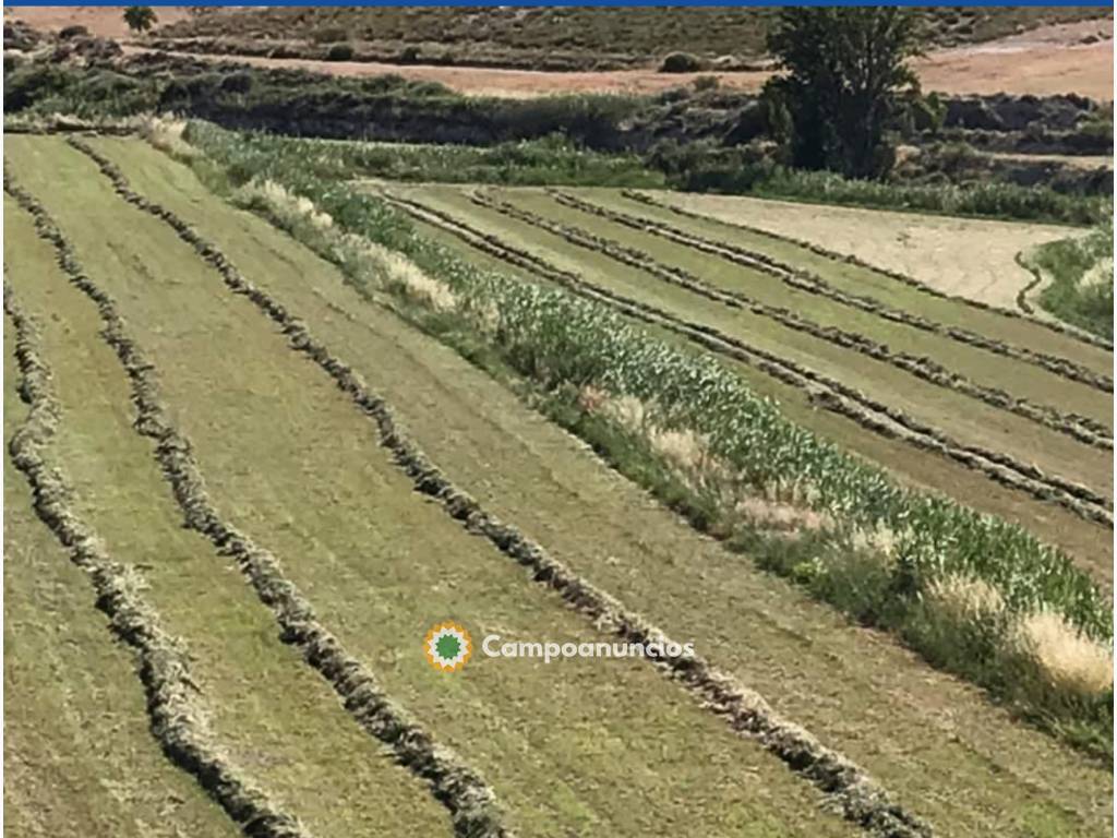 alfalfa ecológica en rama  en Granada