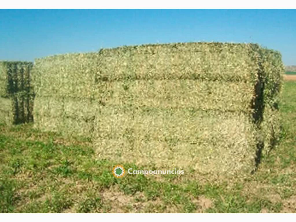 Alfalfa en Rama en Barcelona