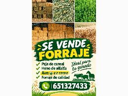 Alpacas y forraje 